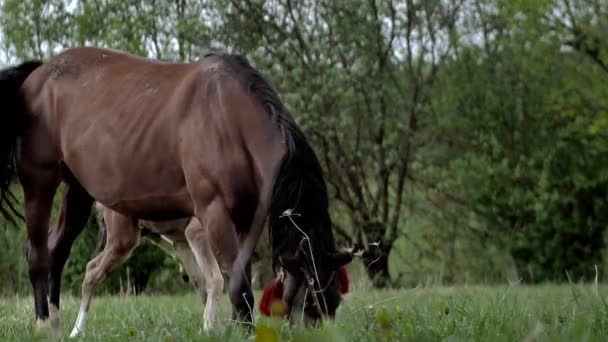 Family Horses Little Foal His Mother Mare Grazing Forest Glade — Vídeo de stock