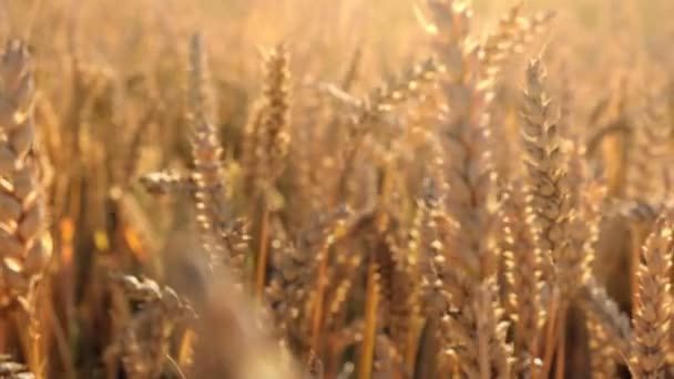 Желтые Уши Пшеницы Раскачиваются Ветру Фоновое Поле Спелых Колосьев Пшеницы — стоковое видео