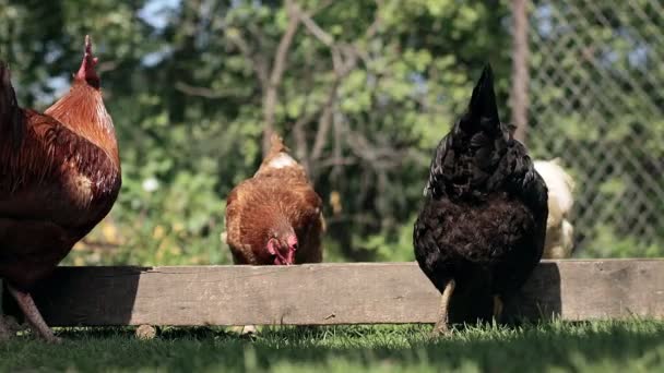 Néhány Vörös Tanyasi Csirke Kukoricát Eszik Vidéken Gazdálkodás Állattartás Koncepciója — Stock videók
