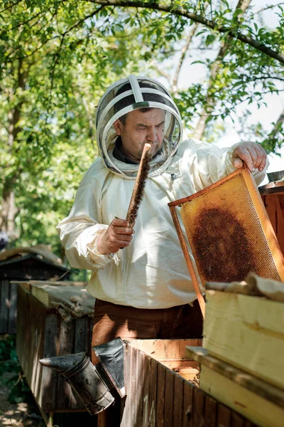 A beekeeper in a protective suit shakes the honey frame from bees with a brush. Pumping honey. Apiculture. Beekeeper.