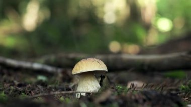 A man collects white mushrooms-boletus in the forest. Edible mushrooms.