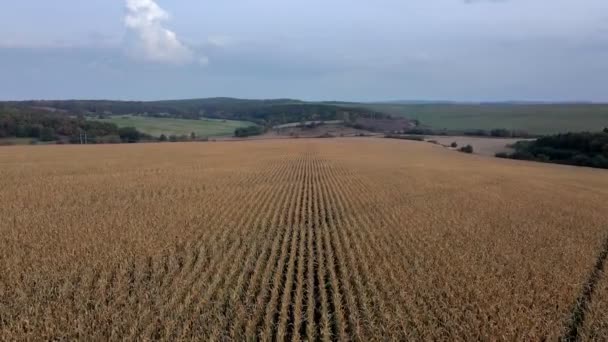 Flying Golden Corn Field Top View Agriculture Corn Farm — Vídeo de Stock