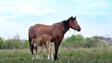 The mare grazes in the field and feeds her cub with milk. A family of horses, a little foal with his mother, a mare grazing on a forest glade on a sunny day.