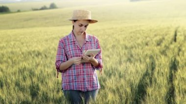 Genç bir fcrmer tahıl tarlasını kontrol eder ve bir tabletten bulut 'a veri gönderir. Akıllı tarım ve dijital tarım kavramı. Organik gıda ürünlerinin başarılı üretimi ve yetiştirilmesi.