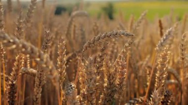 Yellow ears wheat sway in the wind, the background field of ripe ears of wheat, Harvest, Wheat growing on field, video.