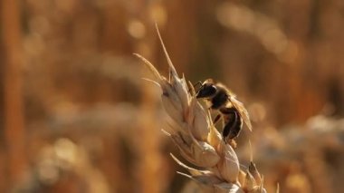 A honey bee sits on a ripe ear of wheat. Pollination. A field of ears of corn.