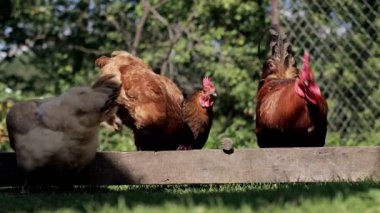 Birkaç kırmızı, çiftlik tavuğu kırsalda mısır yiyor. Çiftçilik ve Evcil Hayvan Konsepti.
