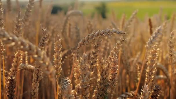 Yellow Ears Wheat Sway Wind Background Field Ripe Ears Wheat — Wideo stockowe