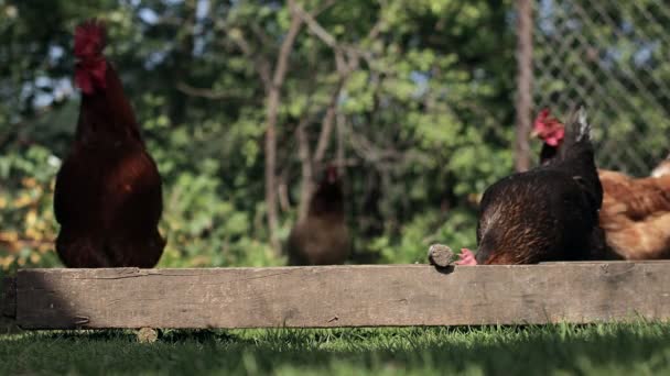 Rural Domesticated Chickens Eat Mangers Agriculture Chickens Yard — Stock videók