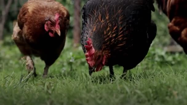 Chicken Pecking Green Grass Yard Rural Economy Home Farm — Stock Video