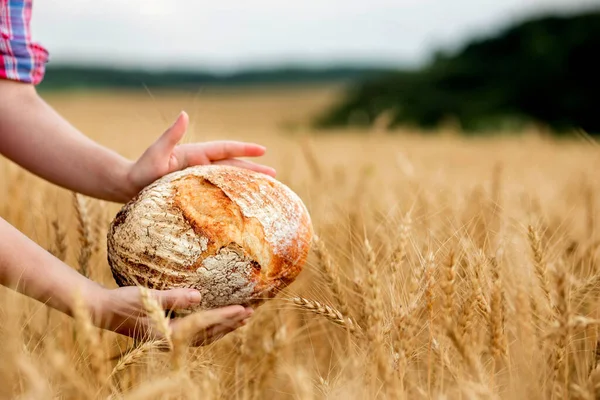 A female farmer in a straw hat and checkered shirt holds fragrant bread in her hands on a ripe wheat field. The smell of freshly baked bread.