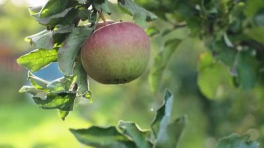 A juicy red apple on a branch of an apple tree in the sun