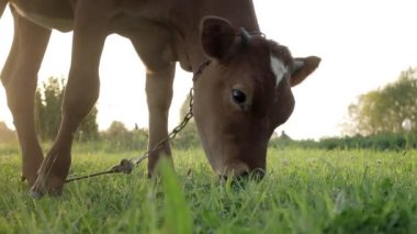 A young small red calf is grazing in a meadow. Agriculture. Cattle breeding.