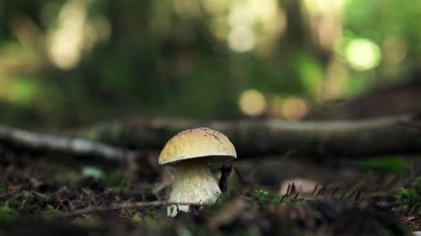 Man Collects White Mushrooms Boletus Forest Edible Mushrooms — Stock Video