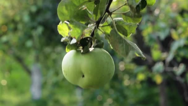 Juicy Green Apple Branch Apple Tree Sun — Stockvideo