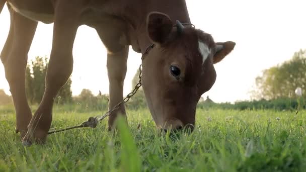Young Small Red Calf Grazing Meadow Agriculture Cattle Breeding — Vídeos de Stock