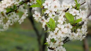 Çiçek açan bahar ağacının üzerindeki bal arısı. Beyaz çiçeklerle açan dal, bal arısı tozlaşır.