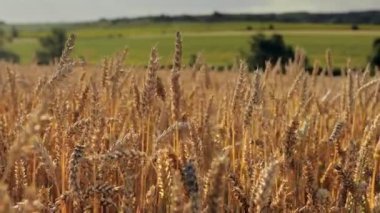 Yellow ears wheat sway in the wind, the background field of ripe ears of wheat, Harvest, Wheat growing on field, video.