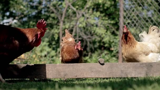 Rural Domesticated Chickens Eat Mangers Agriculture Chickens Yard — Vídeo de Stock