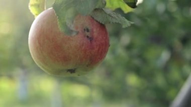 A juicy red apple on a branch of an apple tree in the sun