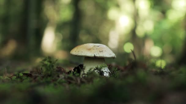 Man Collects White Mushrooms Boletus Forest Edible Mushrooms — Stok video