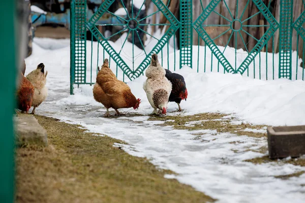 Chicken farm. Rural chicken farm stable with lots of chickens walking outdoors on a winter day. Beautiful laying hens in the winter in the yard.