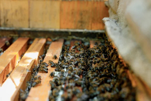 Honey bees fly near a wooden hive. Worker bees. Apiculture.