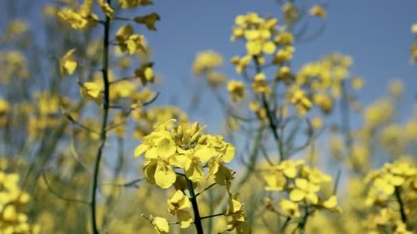 Κίτρινο Ανθισμένο Χωράφι Κραμβόσπορους Κραμβόσπορος Καλλιεργείται Για Την Παραγωγή Ζωοτροφών — Αρχείο Βίντεο