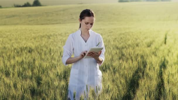 Laboratory Technician Using Digital Tablet Computer Cultivated Wheat Field Application — Stock Video