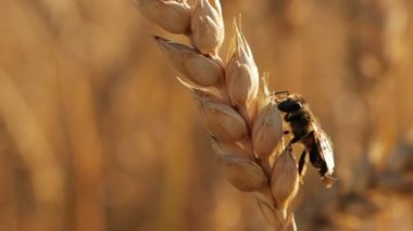 A honey bee sits on a ripe ear of wheat. Pollination. A field of ears of corn.