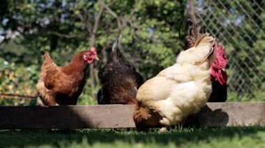 Rural domesticated chickens eat from mangers outside. Agriculture. Chickens in the yard.