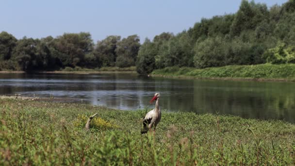 Stork Looking Food Riverbank Wild Bird — Video Stock