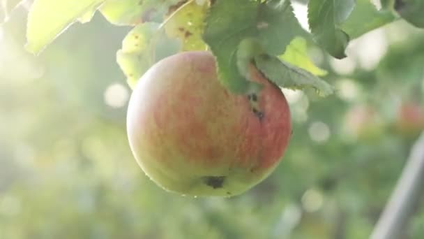 Juicy Red Apple Branch Apple Tree Sun — Stockvideo