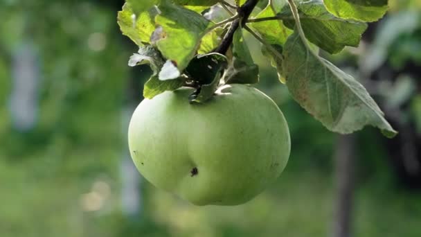 Juicy Green Apple Branch Apple Tree Sun — ストック動画