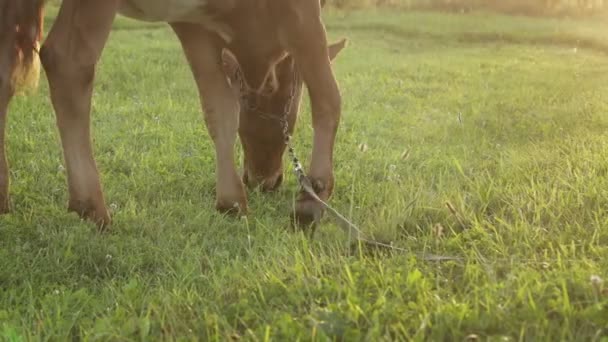 Young Small Red Calf Grazing Meadow Agriculture Cattle Breeding — ストック動画