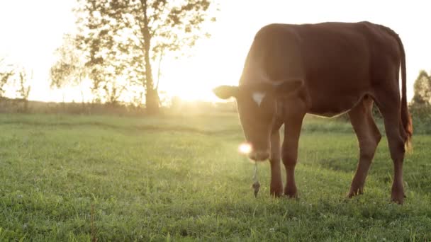 Young Small Red Calf Grazing Meadow Agriculture Cattle Breeding — Stok video