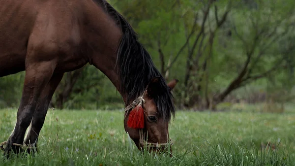 美丽的栗色马在绿色草地上的鲜草上吃草 畜牧业 — 图库照片