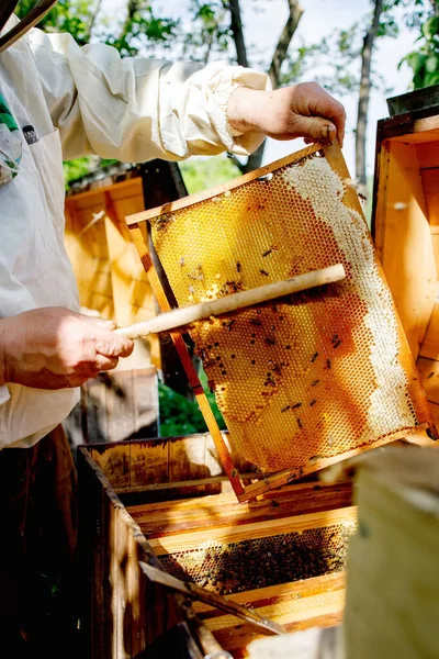 A beekeeper in a protective suit shakes the honey frame from bees with a brush. Pumping honey. Apiculture. Beekeeper.