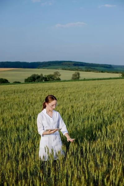 Laboratory Technician Using Digital Tablet Computer Cultivated Wheat Field Application — Stockfoto