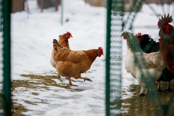 Chicken farm. Rural chicken farm stable with lots of chickens walking outdoors on a winter day. Beautiful laying hens in the winter in the yard.