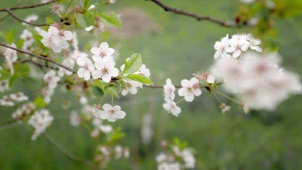 Baharın Başlarında Açan Ağaçta Beyaz Çiçek Arka Plan Mavisi — Stok video