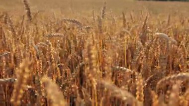 Yellow ears wheat sway in the wind, the background field of ripe ears of wheat, Harvest, Wheat growing on field, video.