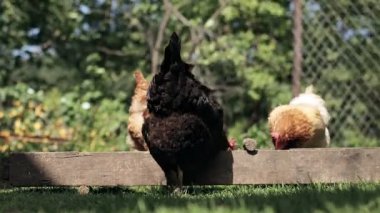 Rural domesticated chickens eat from mangers outside. Agriculture. Chickens in the yard.