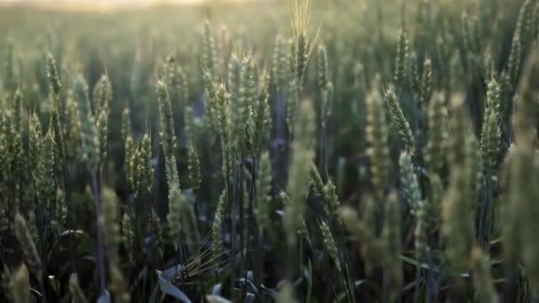 Młode Zielone Kolce Pszenicy Rosnące Polu Zachodzie Słońca Koncepcja Rolnictwa — Wideo stockowe