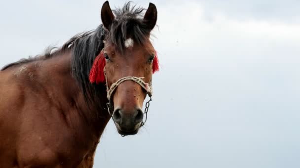 Cavalo Nobre Cor Marrom Está Contra Fundo Céu Azul Agricultura — Vídeo de Stock