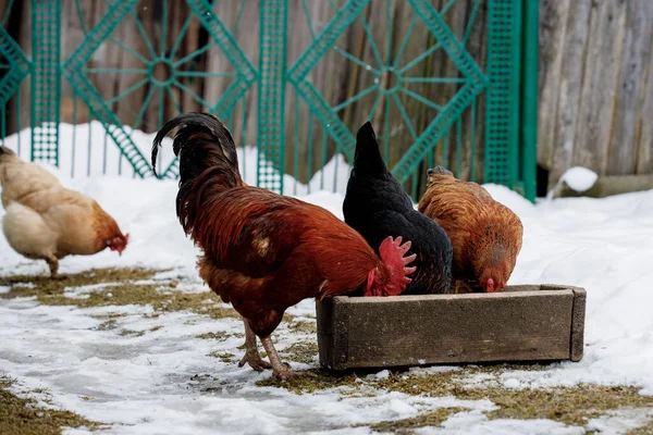 Chicken farm. Rural chicken farm stable with lots of chickens walking outdoors on a winter day. Beautiful laying hens in the winter in the yard.