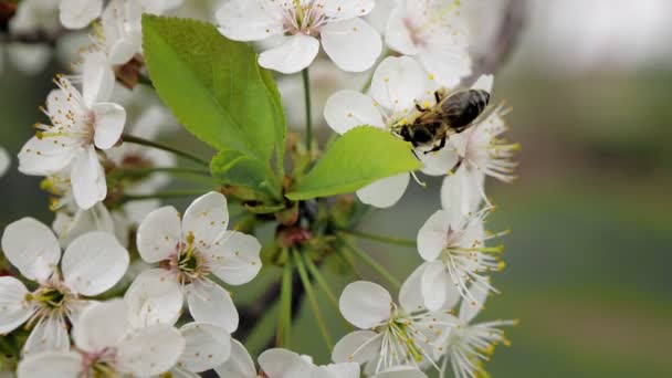 Miodowa Pszczoła Kwitnącym Wiosennym Drzewie Gałąź Kwitnąca Białymi Kwiatami Zapylacze — Wideo stockowe