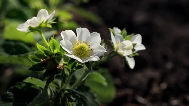 Bush Fragole Fiore Crescono Una Fattoria Biologica Una Giornata Sole — Video Stock