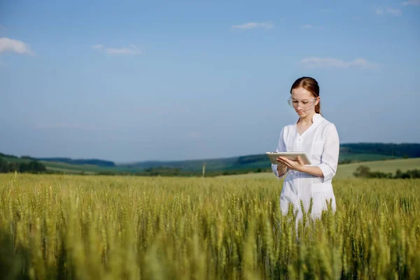 Laboratory Technician Using Digital Tablet Computer Cultivated Wheat Field Application — 스톡 사진