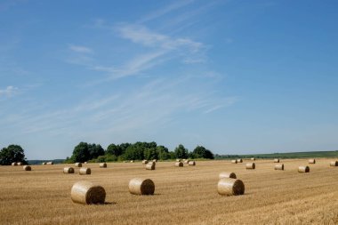 Straw bales on farmland with blue sky. Agriculture. Harvesting.